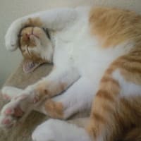 ももじろう