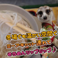 郡上市美並の流しそうめん、釜ヶ滝滝茶屋で冬場も楽しめる温か流しにゅうめんとミーアキャットお散歩👣
