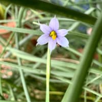 雑草魂。