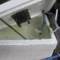 大葉の水耕栽培