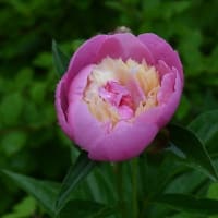 水無月（みなづき）６月