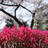 桜吹雪と花筏
