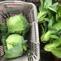 続・続・日々格闘中～菜園ライフ４０９
