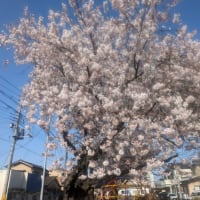 晴れたので、自宅前の桜