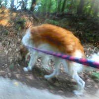 山林道を往復