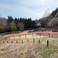 パノラマ公園　桜　２０２５