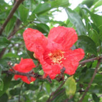 ネギ坊主に蜜蜂