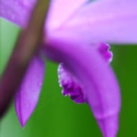 雨降りの紫蘭（しらん）