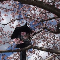 新川の大寒桜