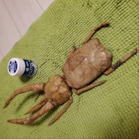 アトラスオオカブト
