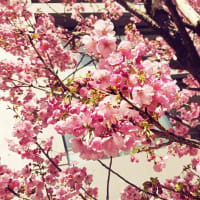早咲きの桜とポジティブ松本。
