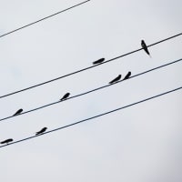 無事に巣立ったツバメ4兄弟