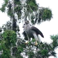 常緑樹に止まっているオオタカに会えた。