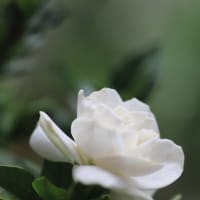 くちなしの花～～♬