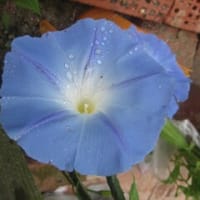 天井の蒼開花♪午前仕事、午後大イベントの準備