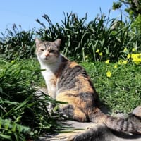九州F島の猫たち　2025年4月　その4