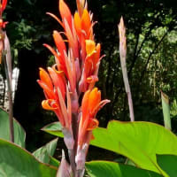 長居植物園の“ヘメロカリスの花”たち！