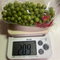 グリンピースが豊作････我が家の菜園