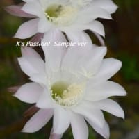 菜園～サボテンの花