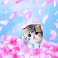 ふわふわしたもの スローな生活 ふわふわしたもの スローな生活