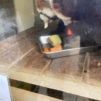 下見で動物園へ！