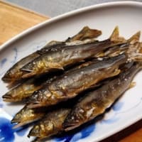 連続釣行！神流川！上野村！