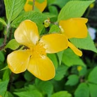 ヤマブキ