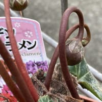 シクラメンの種