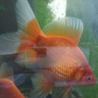 はい、今日は突然でふが金魚ちゃん