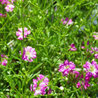草花