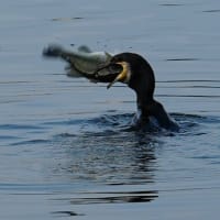 Miraculous Moment: A Cormorant Swallows a Black Bass at Lake Kawaguchi at Dawn