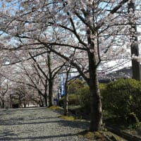 輪廻の春