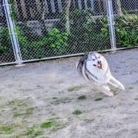 めちゃくちゃヘタなブルーインパルス？
