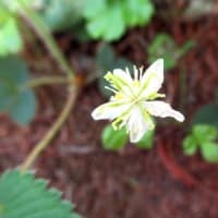 池の平で花探し