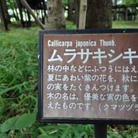 　武蔵野自然林　