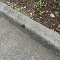 オサンポ walk - 昆虫insect : はち？？？ a bee???