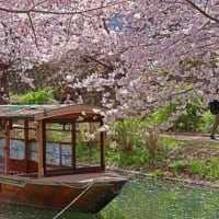 伏見　十石舟（じっこくぶね）と桜