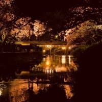 お花追っかけ～～・・・＠五条川　夜桜
