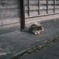 八女の温泉猫