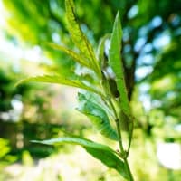 ノカンゾウ、シロネ、メハジキの花と蝶の蛹（板橋区立赤塚植物園 2024.8.4撮影）