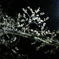 お花見