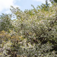 皐月の立夏　赤城森林公園さくらの広場の山桜
