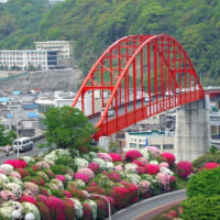 ツツジの季節になりました