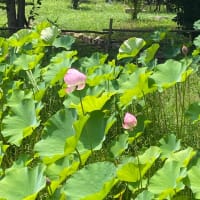 満願寺まで吹かれて｡｡