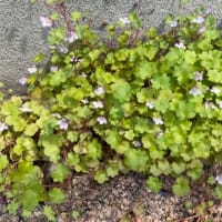 怒り浸透なので　と　梅仕事