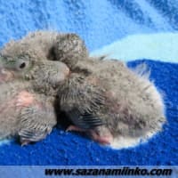 春の繁殖Vol.2