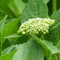 庭で咲く花・・・２