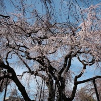 わが町の桜　東郷寺の枝垂桜　その１