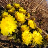 春の訪れ～花も団子も両方楽しむ