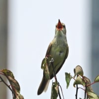 オオヨシキリ　大阪でも喧しいです！